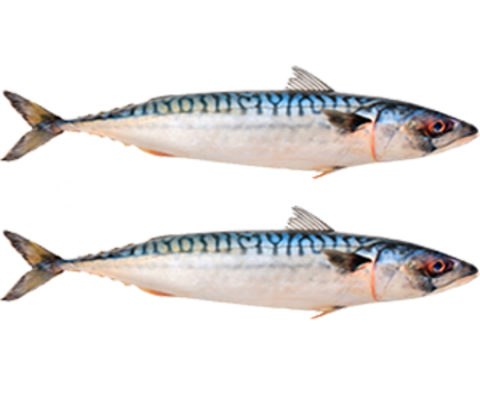 Mackerel/ Titus Fish