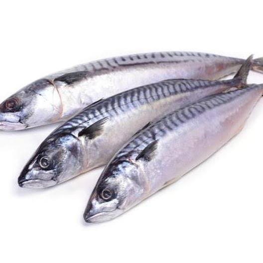 Mackerel/ Titus Fish (Big Sizes)